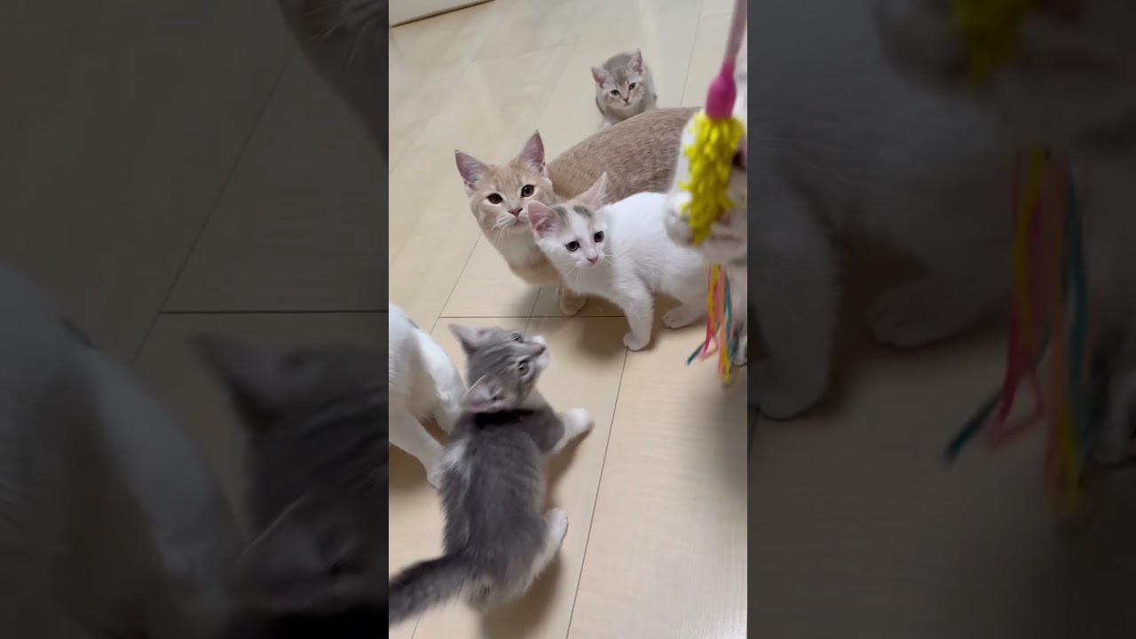 長足マンチカン女の子🩷 【お問合せ詳細は説明欄に記載あります】 #スクーカム #ブリーダー直販 #マンチカン #ミヌエット #ラパーマ #子猫 #子猫販売 #猫 #猫のいる暮らし #猫動画