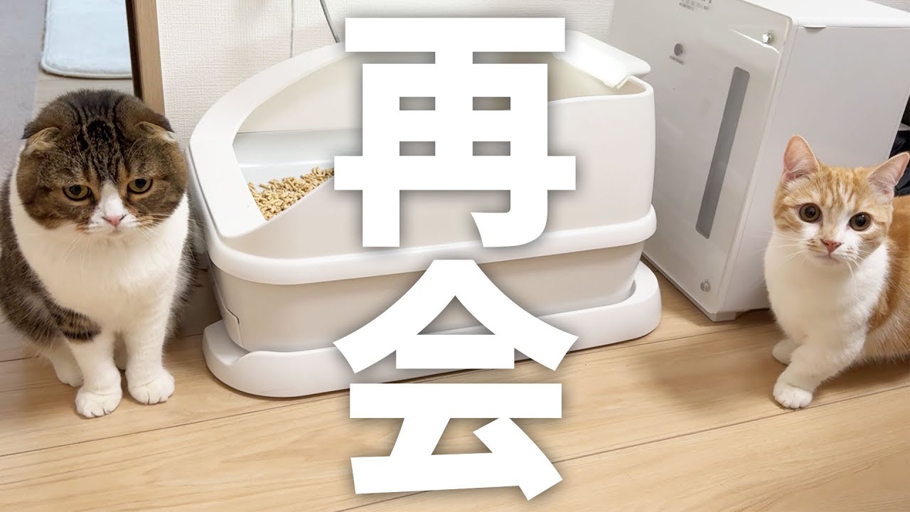 パパ猫が可愛がっていた子猫と再会したらこうなりました…w