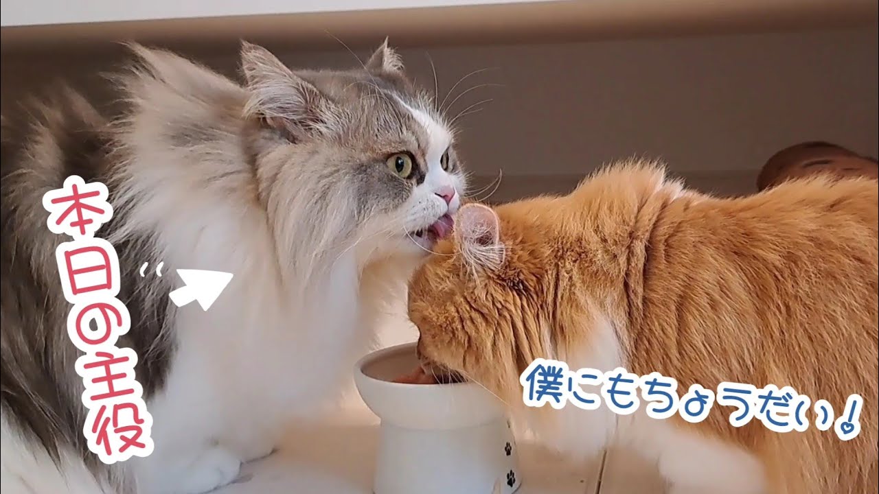 【マンチカン】短足猫が4歳の誕生日を迎えました！