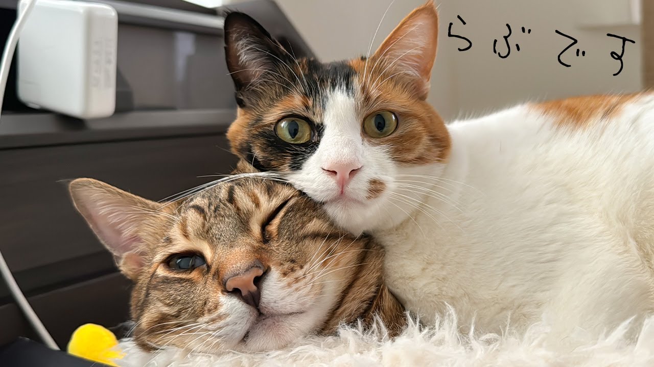 あまりにも仲良しすぎる猫達が信じられない姿でイチャイチャしていました…