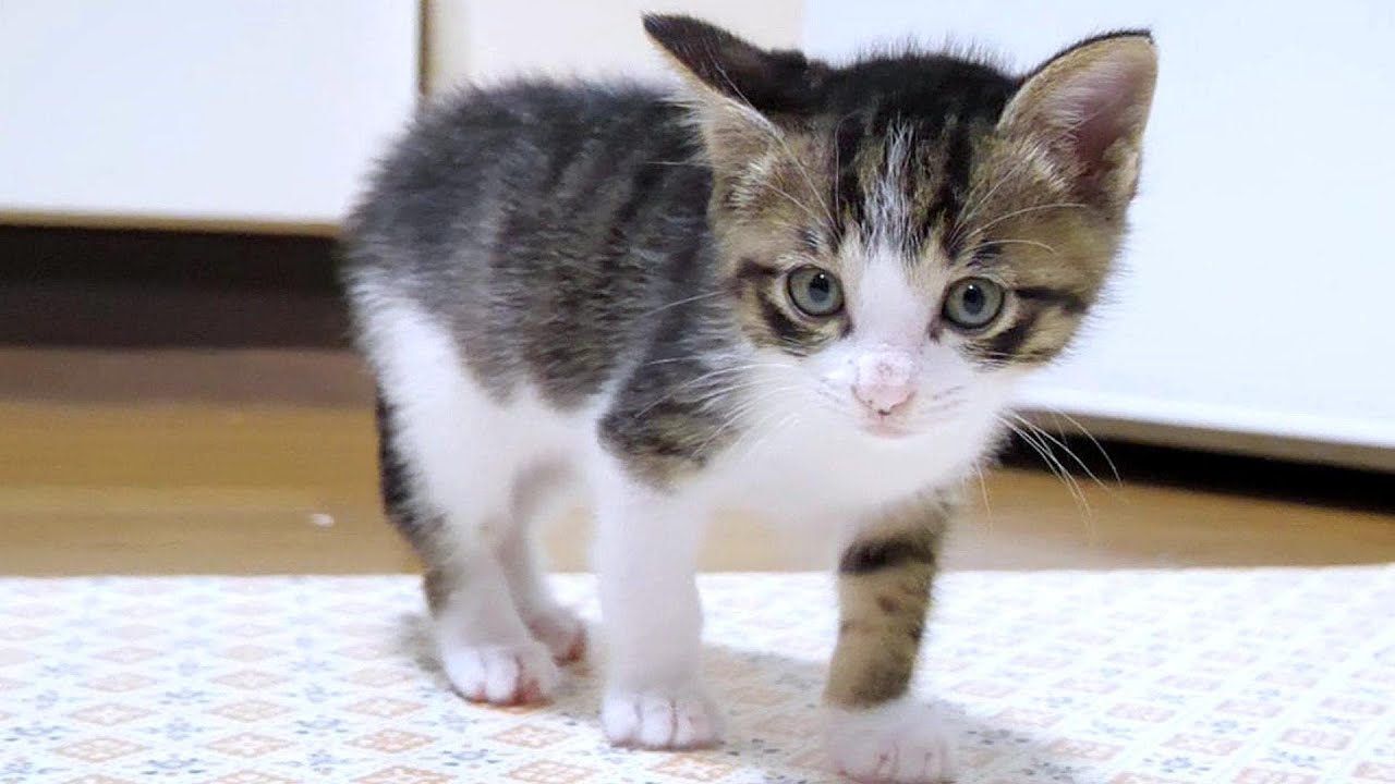 子猫がご飯の後「撫でて下さい」とやって来てかわいすぎた【赤ちゃん猫　保護猫】