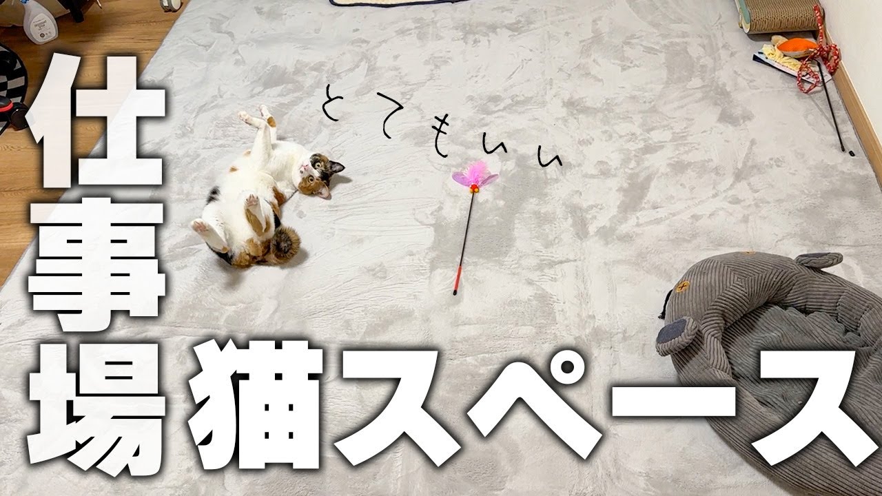 仕事に疲れたので仕事場に猫と遊ぶスペースを作りました