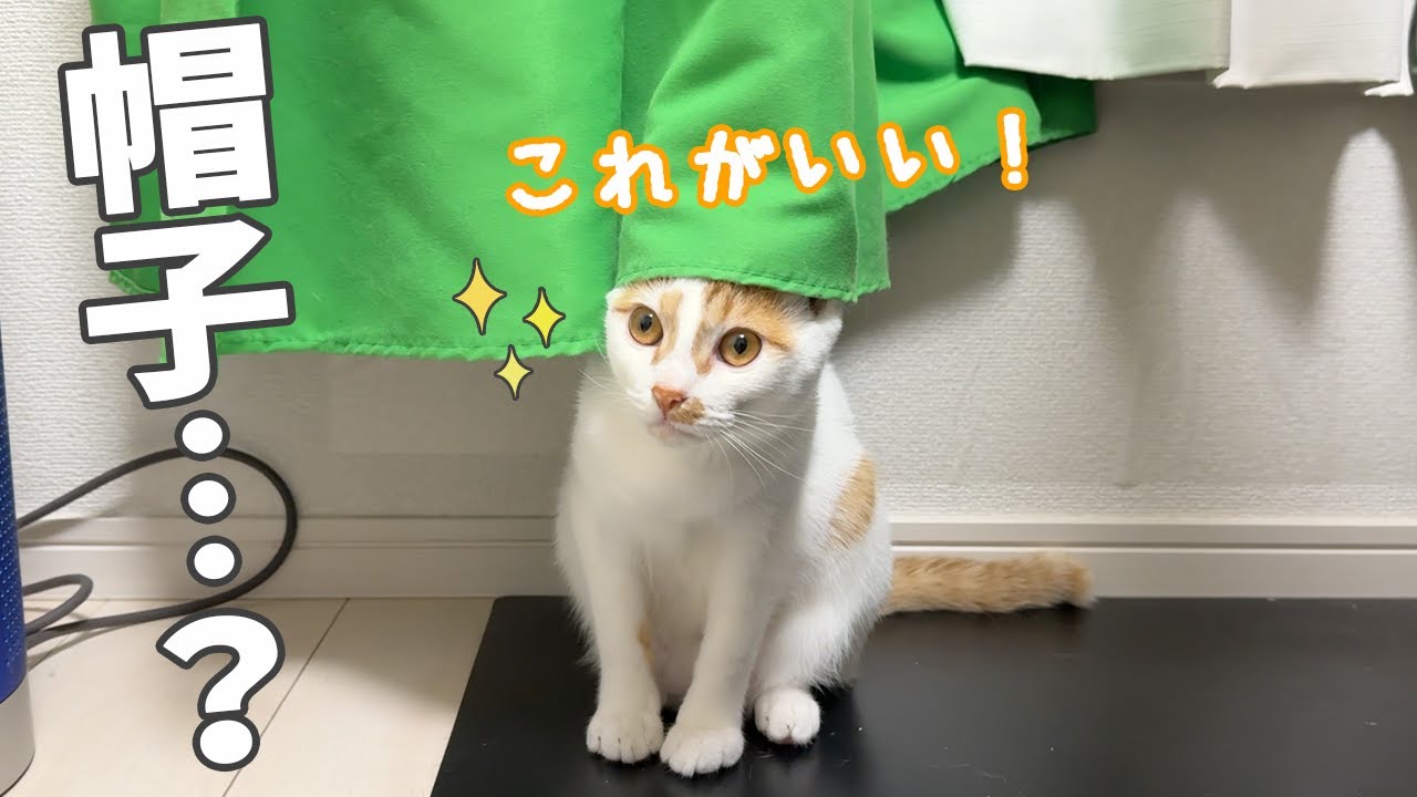 カーテンを帽子にするのにハマってる子猫トロしゃん