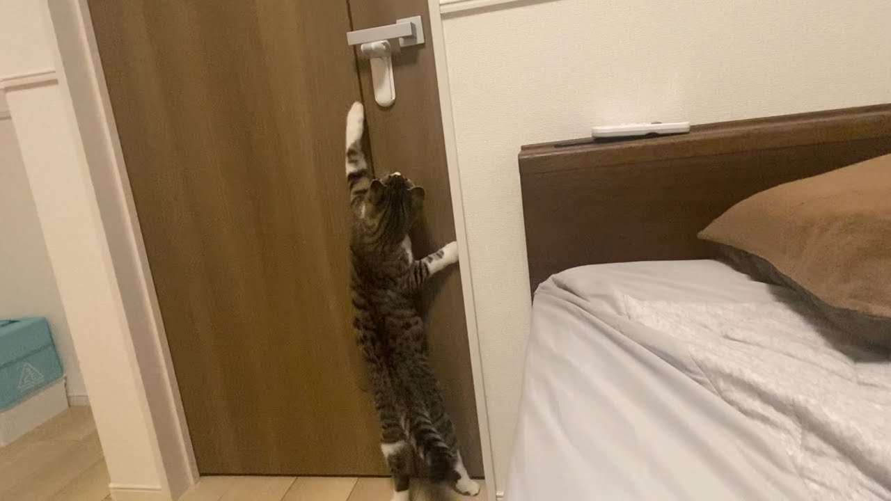 冬到来！暖かい部屋にいてほしい飼い主と部屋から出たい子猫の攻防