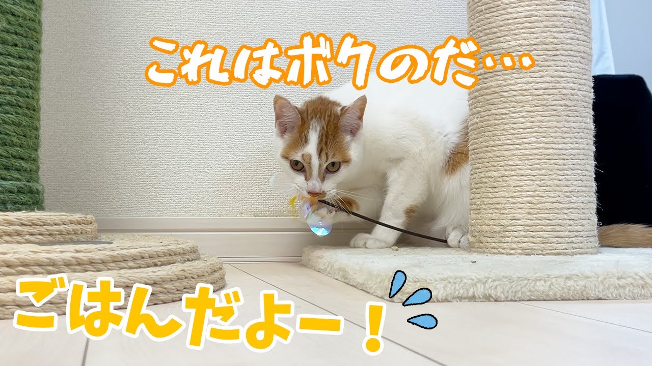 ごはんとおもちゃ、どっちが勝つのか！？【娘撮影】