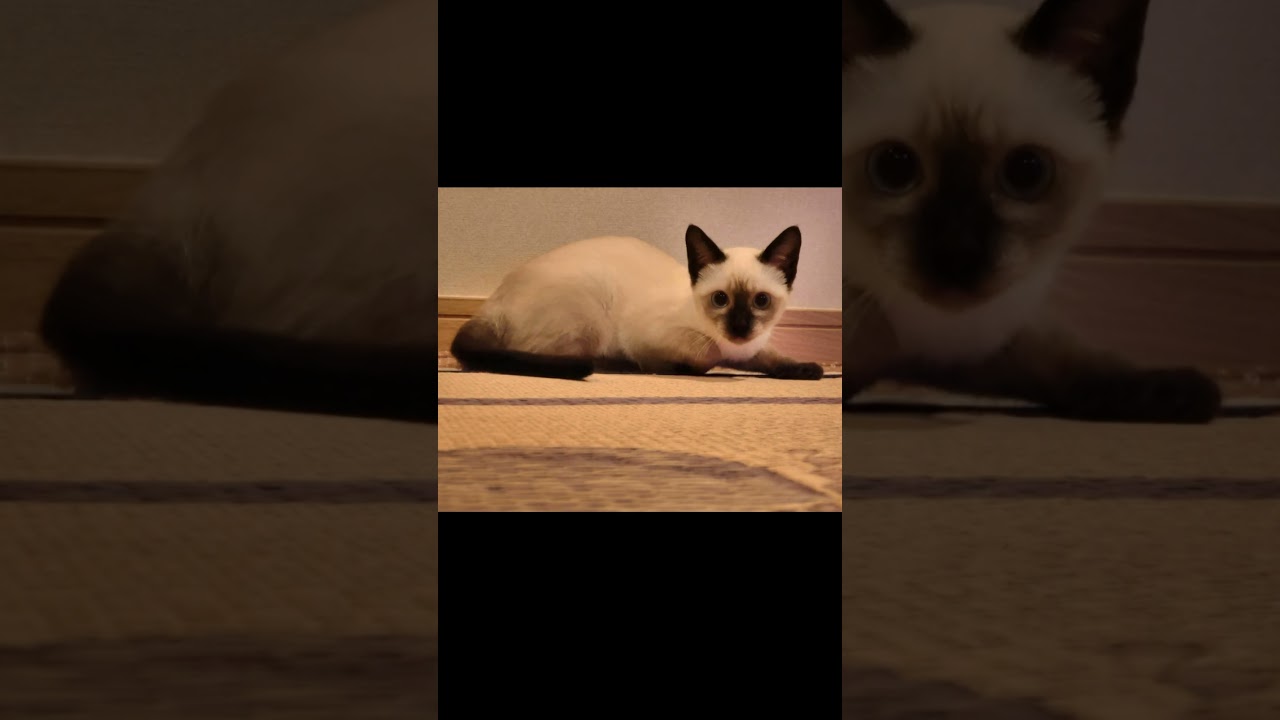 馬のような足音を立てて走り去っていくシャム子猫🤭 #Shorts
