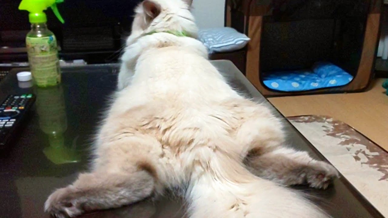 大股開きでくつろぐ猫です【ヒマラヤン猫】