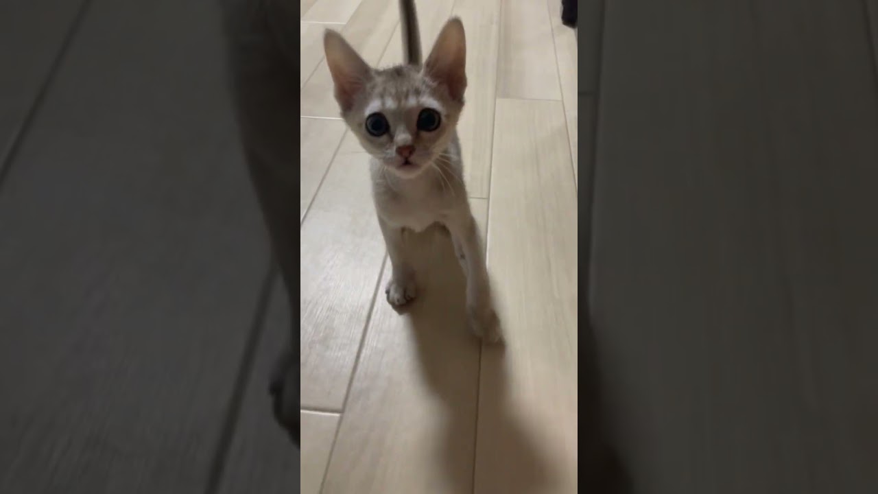 シンガプーラ お話し上手で甘えん坊の男の子❤️