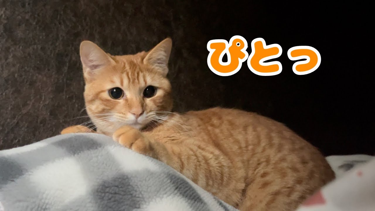 【保護猫】子猫が飼い主から離れなくなりましたwww