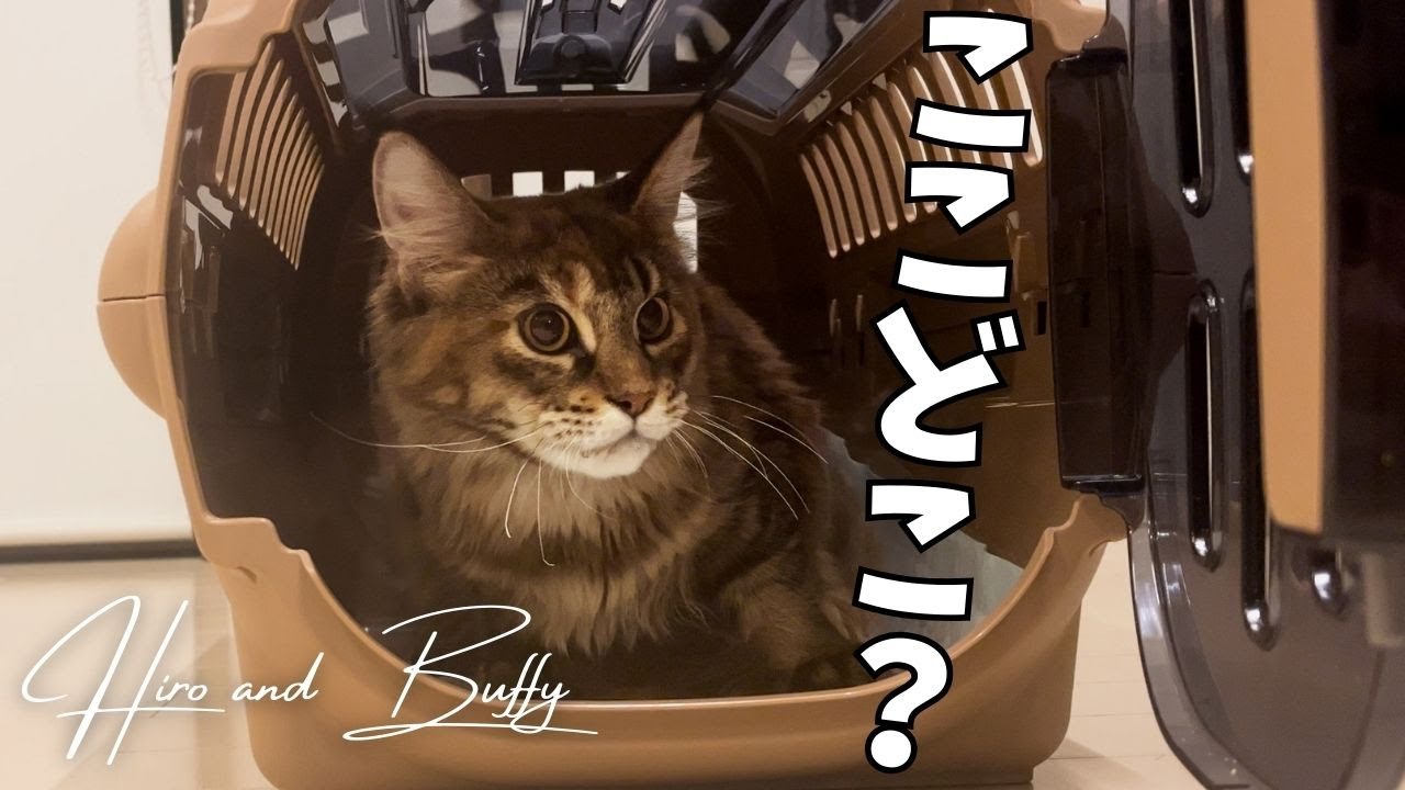 ネコとの暮しが始まった日【メインクーン】