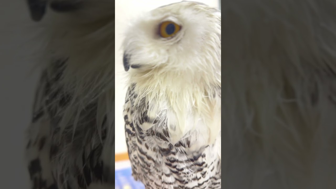 フクロウ保育園👶みんなで朝シャン〜🦉🚿✨…＼ #シロフクロウ #owlcafe