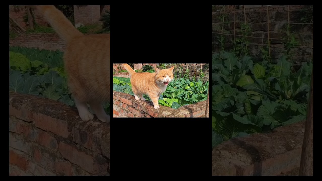 Brown Cat Sound #cat #brown #animals #shorts #viralshort