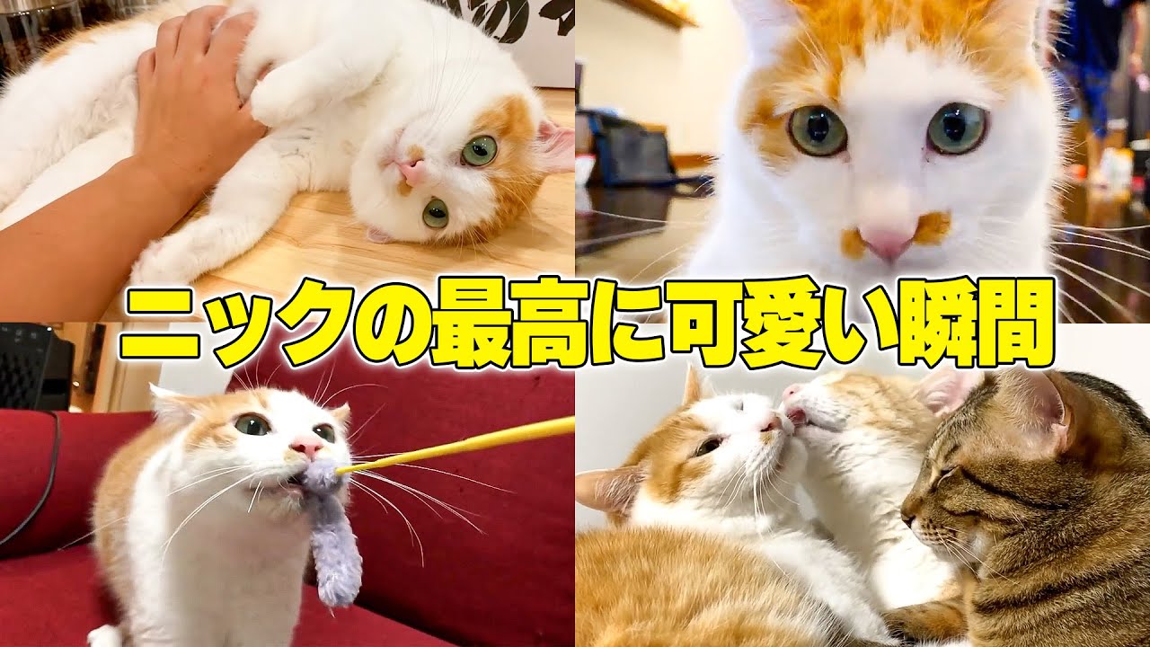 視聴者さんが選んだニックの最高に可愛い名場面集！！①