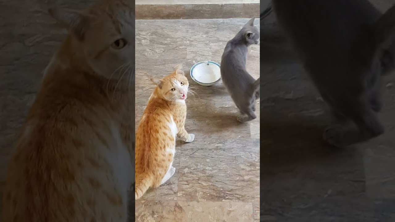 Big brown cat and little grey kitten meowing loudly for food #shorts