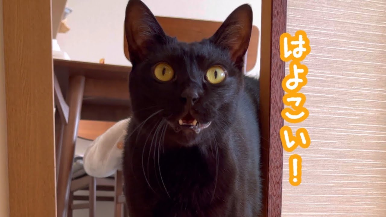 飼い主を起こすクロちゃんのモーニングルーティーン