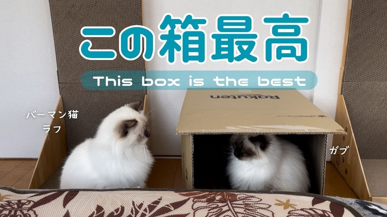 バーマン猫ガブとラフ【この箱最高】This box is the best（バーマン猫）Birman/Cat