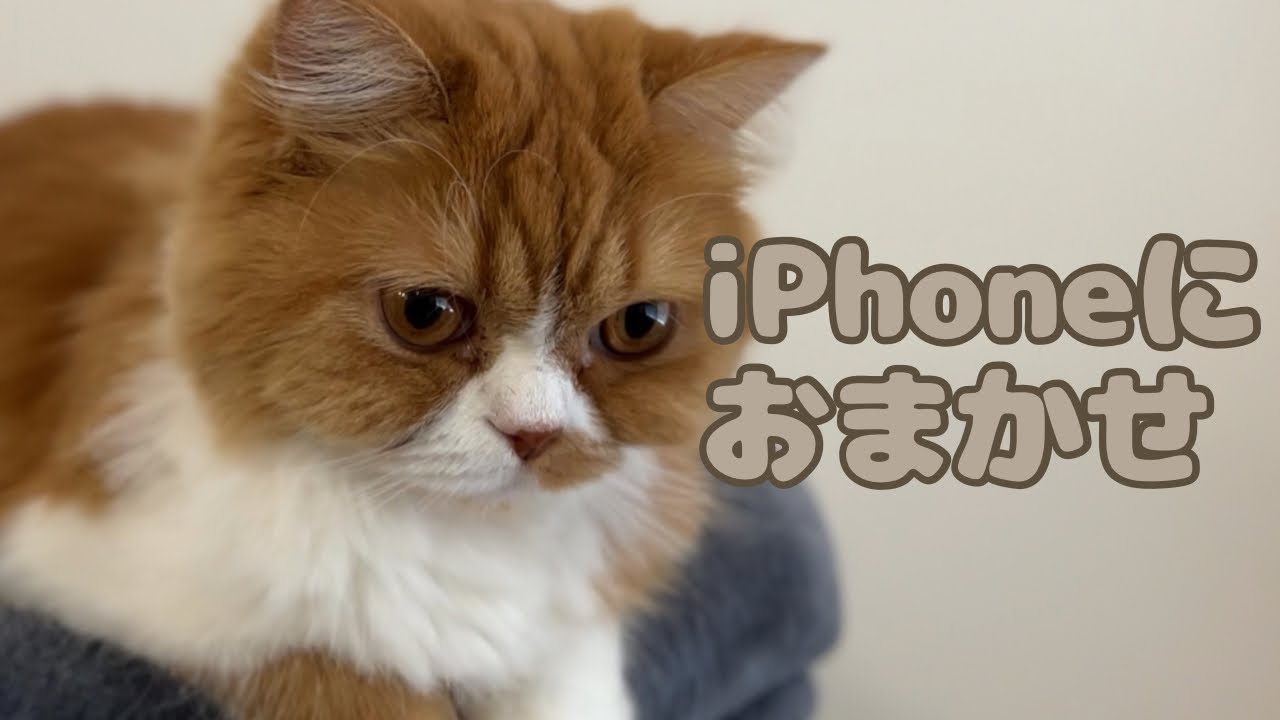 2023年をiPhoneに振り返ってもらったスコ【スコティッシュフォールド】