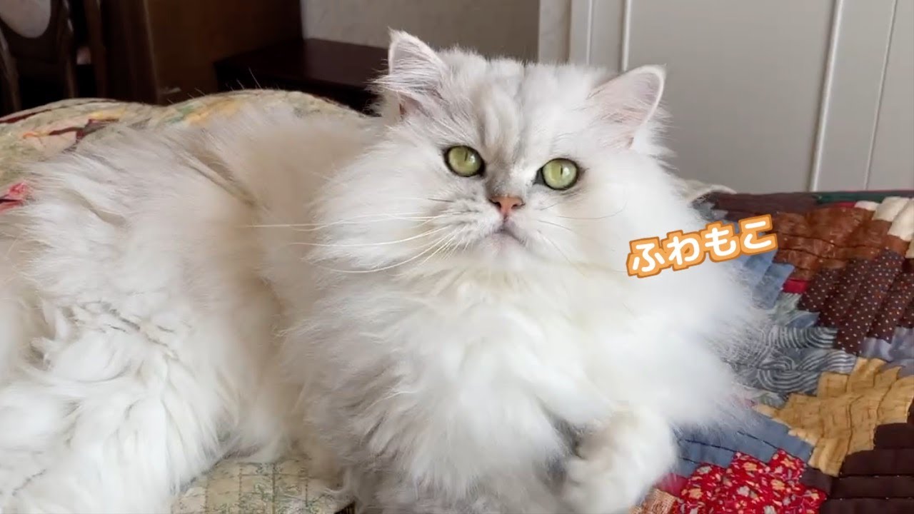 【ペルシャ猫】狩猟本能が発動した3ニャンズ❗️いつもと違う表情にキュンキュンが止まらない