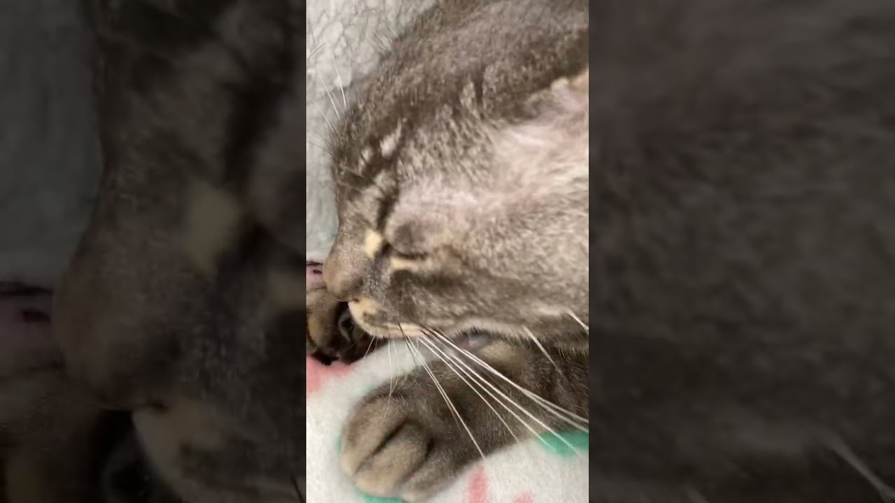 猫のゴロゴロ音で安眠効果 #ねこ #ねこのいる生活 #shorts