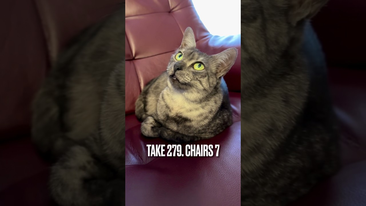 #パーソナルチェア 横取り成功にゃ❗️#ザファースト #椅子取りゲーム #エジプシャンマウ #ねこのいる生活 #ねこのきもち #ねこ部 #shorts