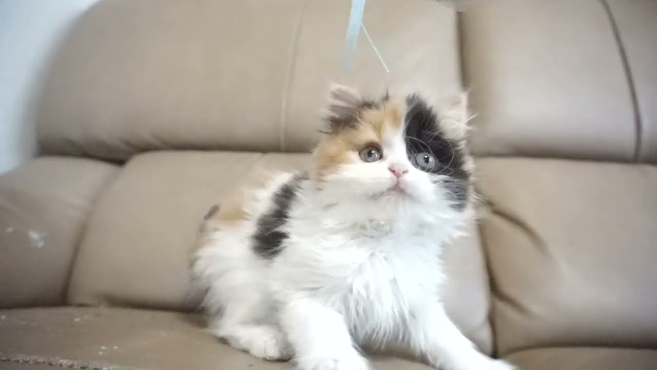 セルカークレックス子猫　2023.11.5産まれ 　キャリコ　三毛猫　　女の子　Selkirk Rex　シーダキャット猫のお店