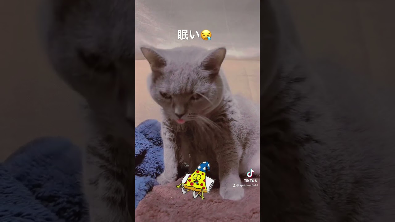 メイちゃんが眠いだけの動画    #kawaii #pets #猫 #cat #シャルトリュー #ねこ #chartreux #にゃんこ #かわいい