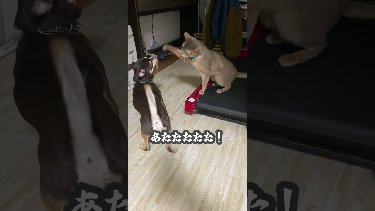 (アビ&チワワ) 猫の高速パンチを受ける犬 #shorts #アビシニアン #チワワ