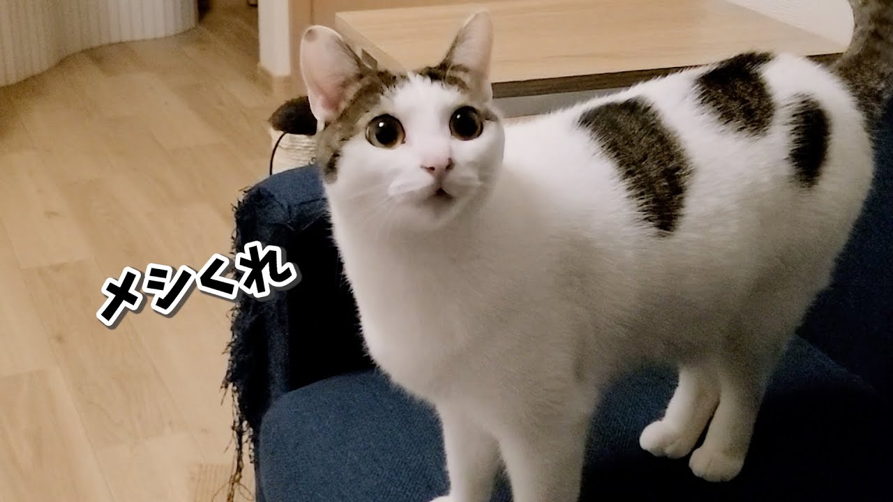 おやつの催促がストレートすぎる猫、食べ終わったら安定の塩対応です