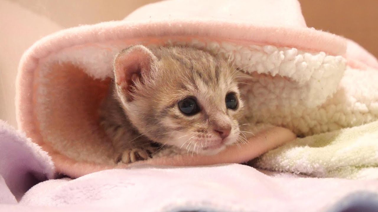 毛布に隠れて子猫をビックリさせようとする子猫ですが・・・【赤ちゃん猫　保護猫】