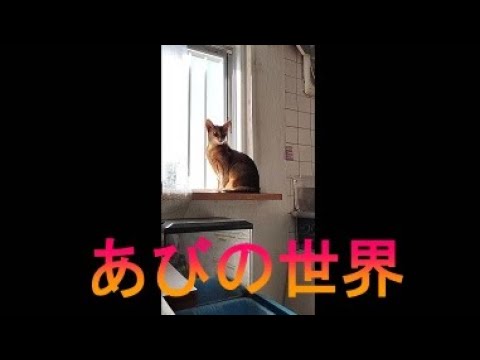 ネコ動画あび＃2841　あびの毎日　アビシニアン　あび