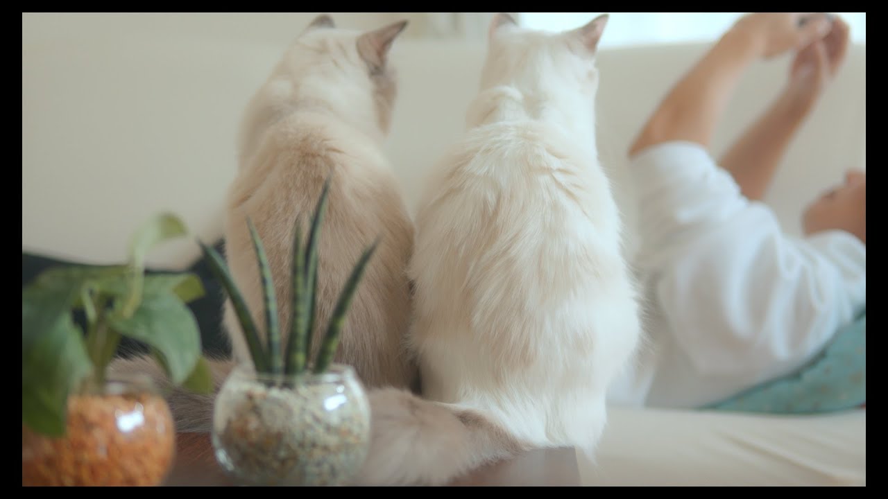 🪴🐈　#猫 #ラグドール #ragdollcat