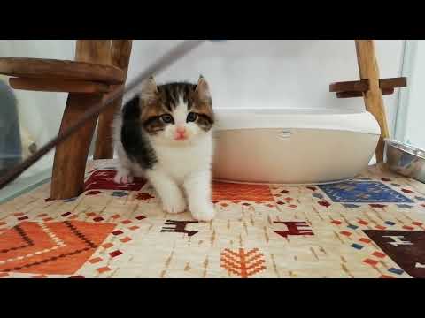 アメリカンカール　男の子　2023/11/7生まれ