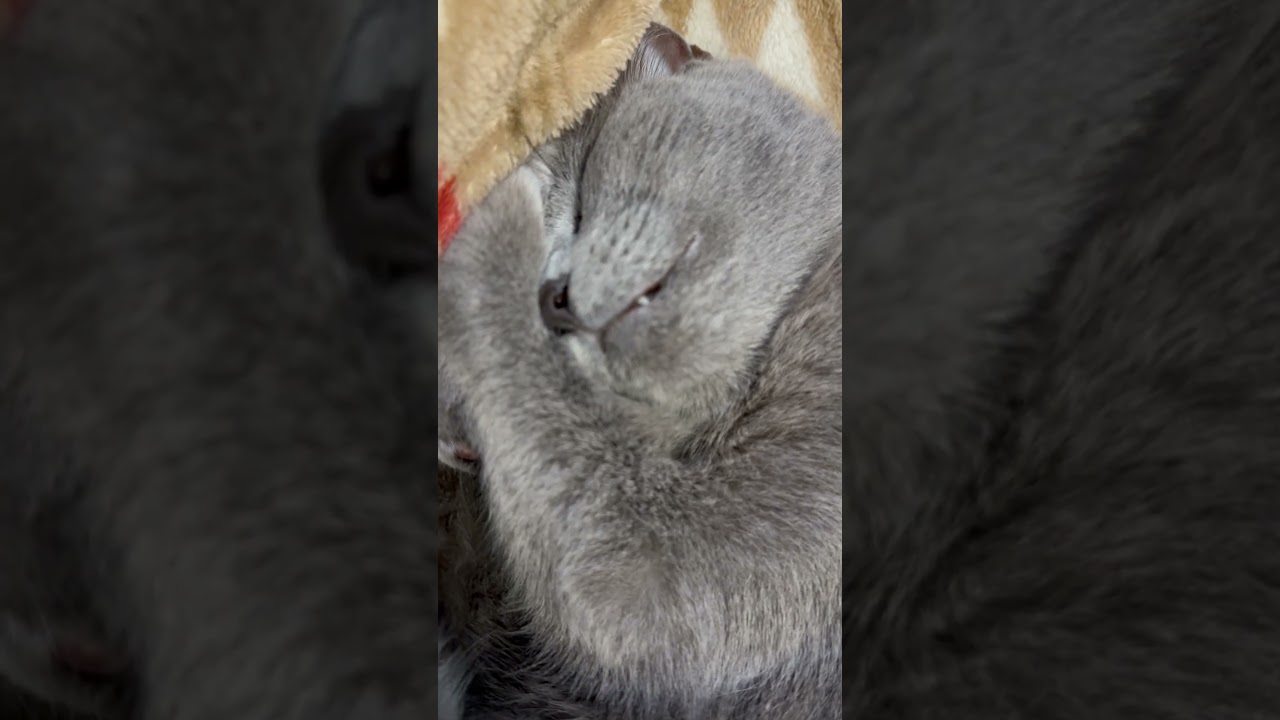 めちゃめちゃ可愛い寝顔な猫❤️（ロシアンブルー）#shorts