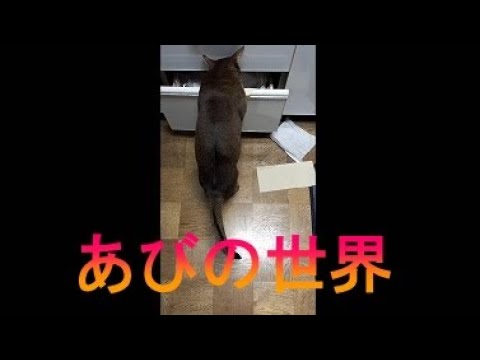 ネコ動画あび＃2843　あびの毎日　アビシニアン　あび