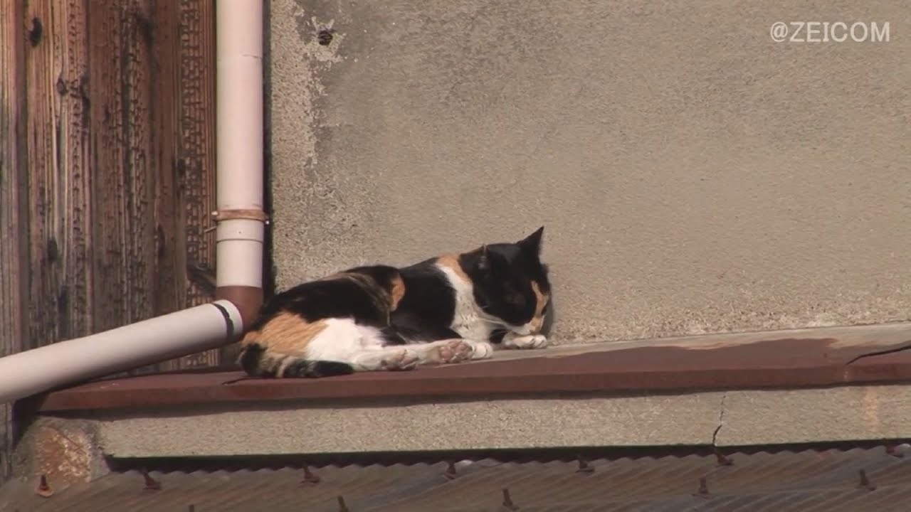 Japan Cat Trip, Kyoto-Day 3(1) / 日本猫旅,京都-3日目(1)