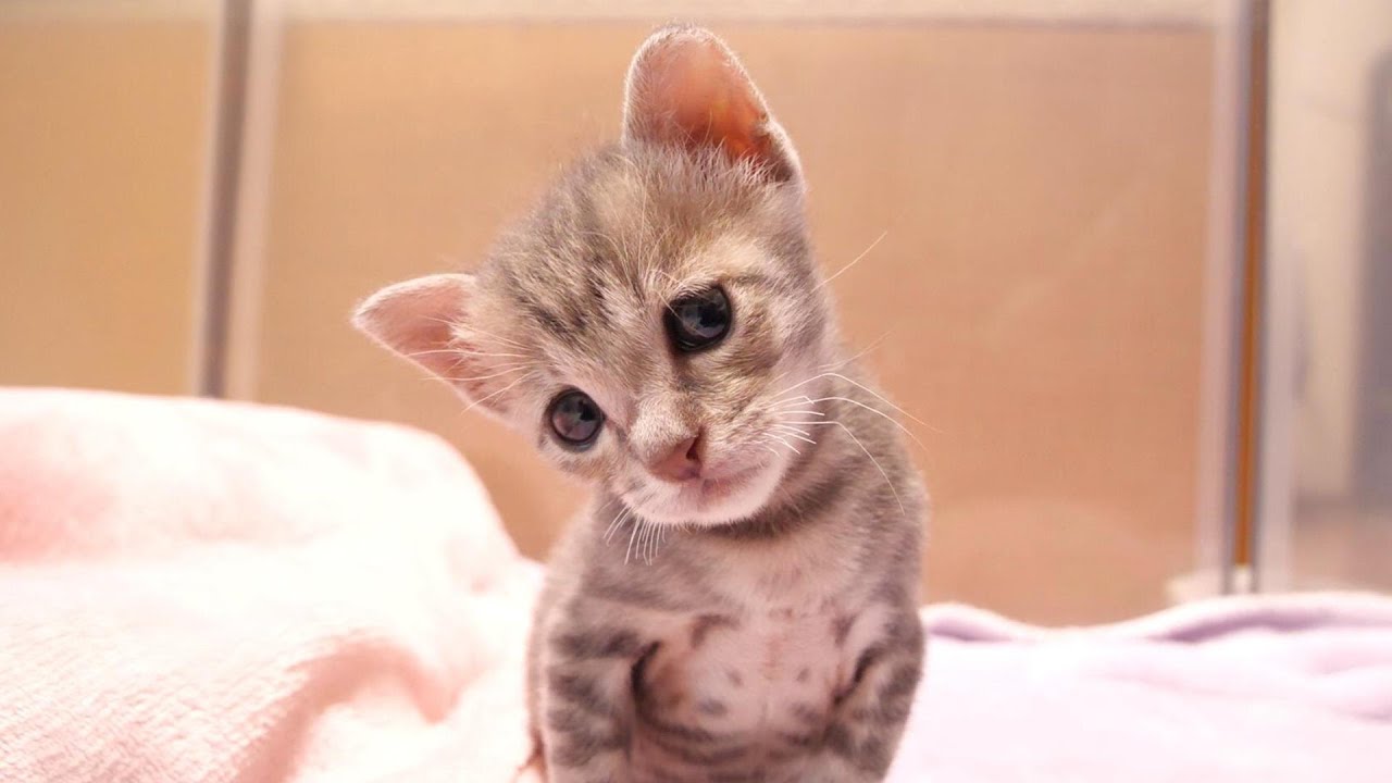 小腹が空いた子猫がこっそり抜け出してママの元へ。ひとり残された子猫が心配そうな顔になる【赤ちゃん猫　保護猫】