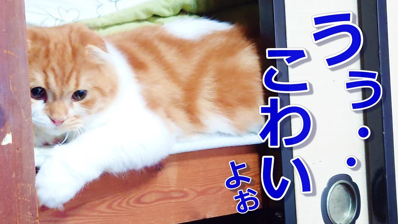 猫、初めての帰省。いろいろおびえる。【スコティッシュフォールド】〔No,20〕