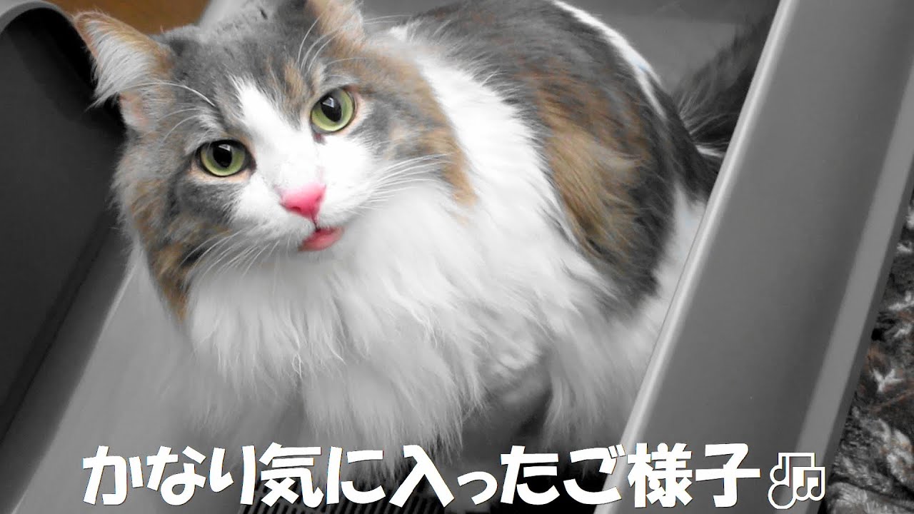 目指せモモ20歳～特発性膀胱炎の猫に少し早めの誕生日プレゼント🎁～モーツァルトのレクイエムディエス・イレ（Dies irae)怒りの日「めっちゃヘビィなのピーマン」と聞こえる空耳👂🎶