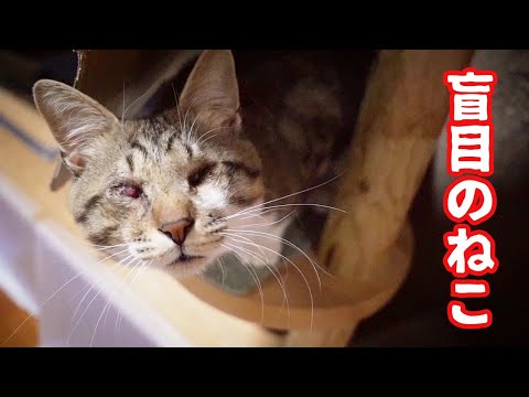福袋のおもちゃに夢中な目の見えないねこと突然具合が悪くなったキジ白猫