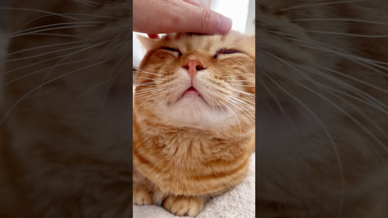 猫の喉のゴロゴロ音 #猫 #マンチカン #shorts