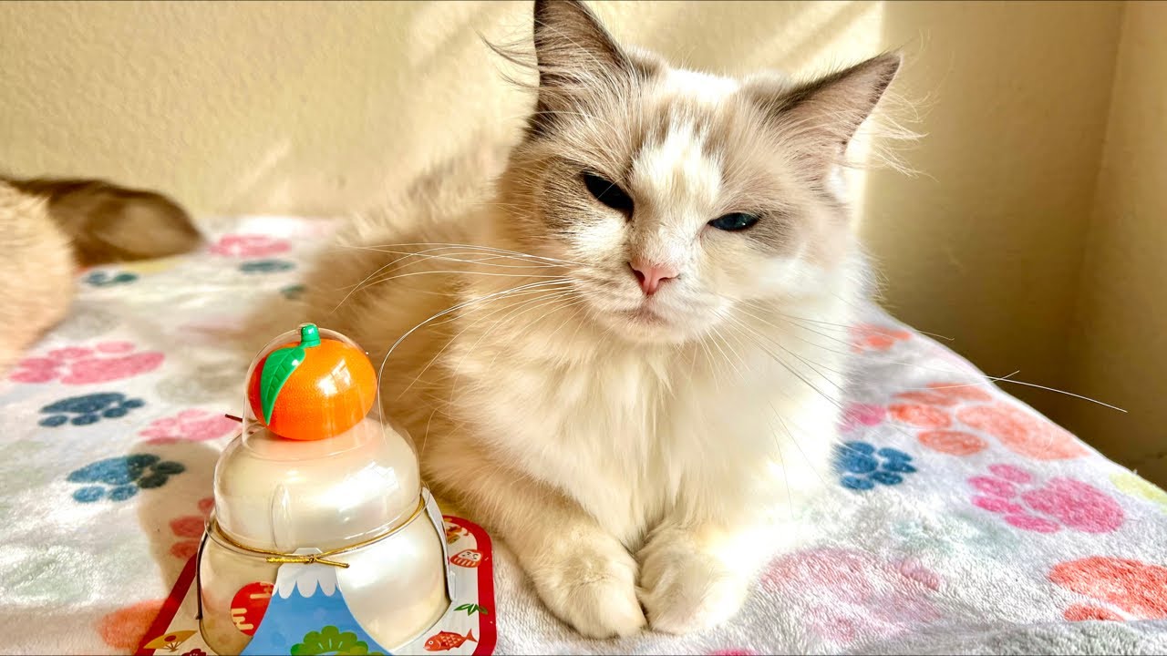あけおめ🎍猫ライブ配信中 😽6 Cats Live Stream #live #ライブ配信 #生配信 #ねこ #お正月ライブ #猫ライブ