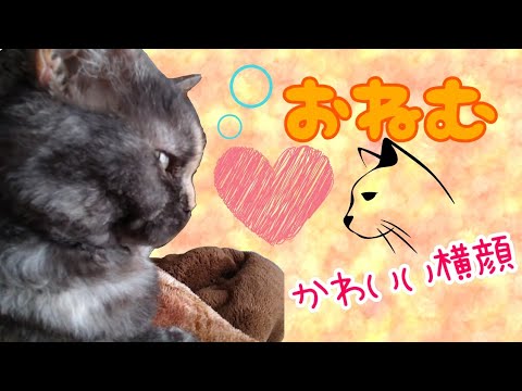 【セルカークレックス】お布団でうとうとする、ねむねむ猫さん💤【せらのりたま】