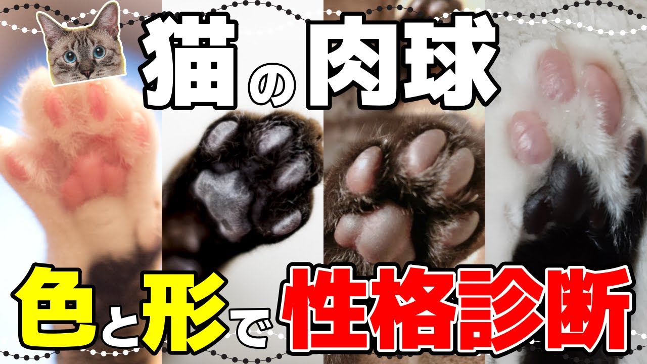 あなたの猫はどれ？肉球の色と形で分かる猫の性格診断【猫の顔型診断も】