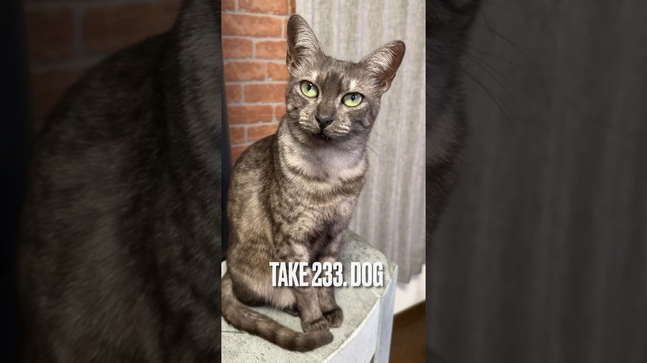 あたち時々#ワン ってないて#犬 になるのにゃ❗️🐶😹#猫泣き声 #ワンとなく猫 #エジプシャンマウ #funnycat  #shorts