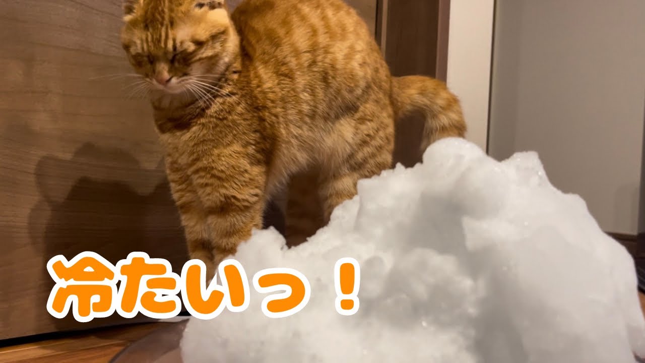 【保護猫】子猫が初めて雪を目の前にしてこうなりましたwww