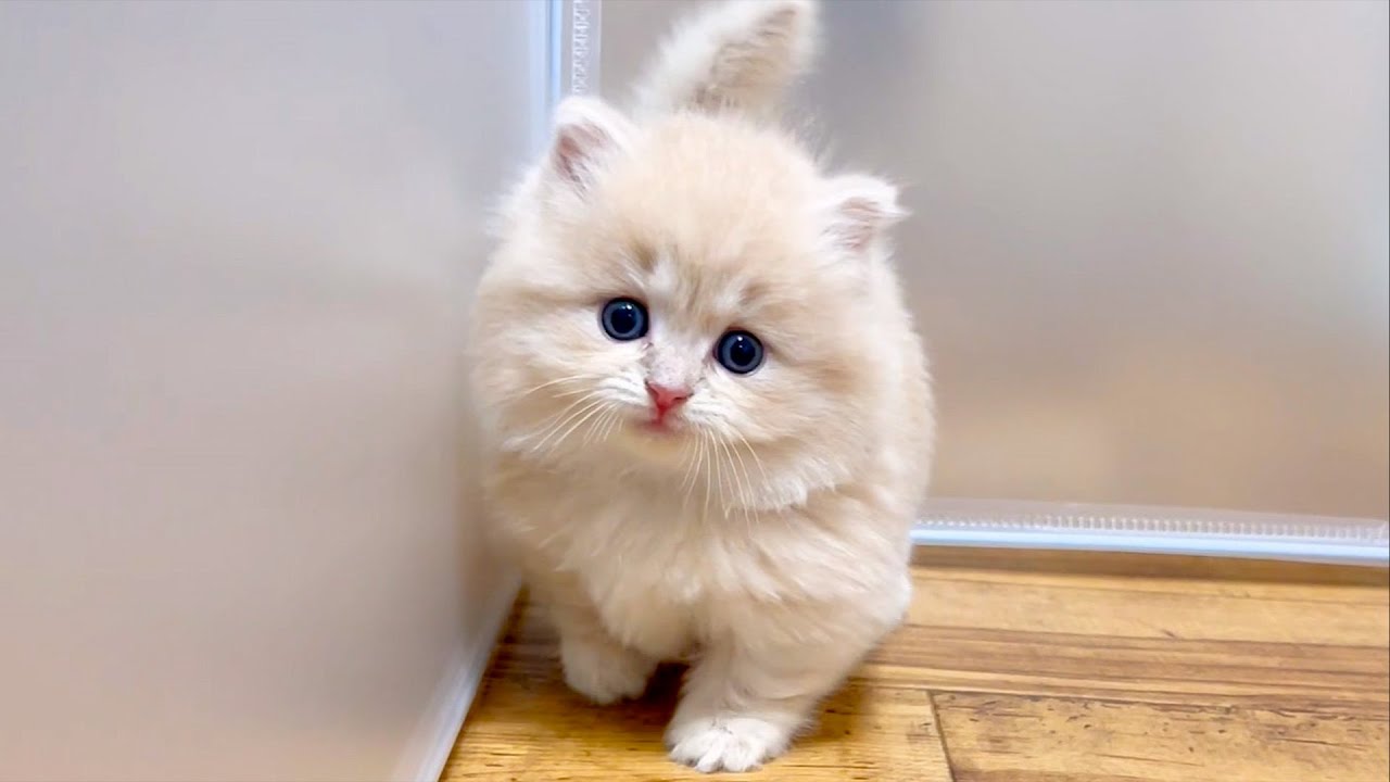 【マンチカンの子猫】子猫の癒しはインフルエンザにも効くな～♪な件 ～猫のいる生活Vol.864～出産動画 マンチカン短足・ミヌエット・ペルシャ猫専門ブリーダー『ペット蔵人』【子猫の成長記録】