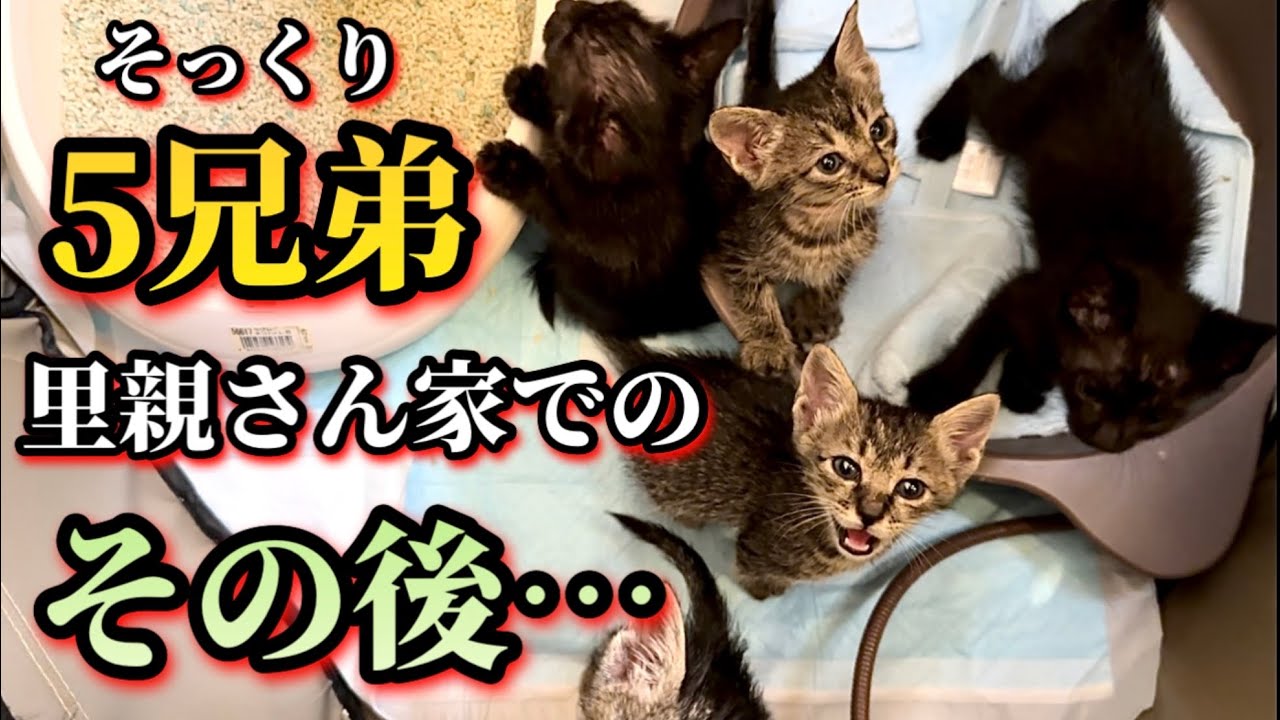 保護した子猫5兄弟がこうなりました。
