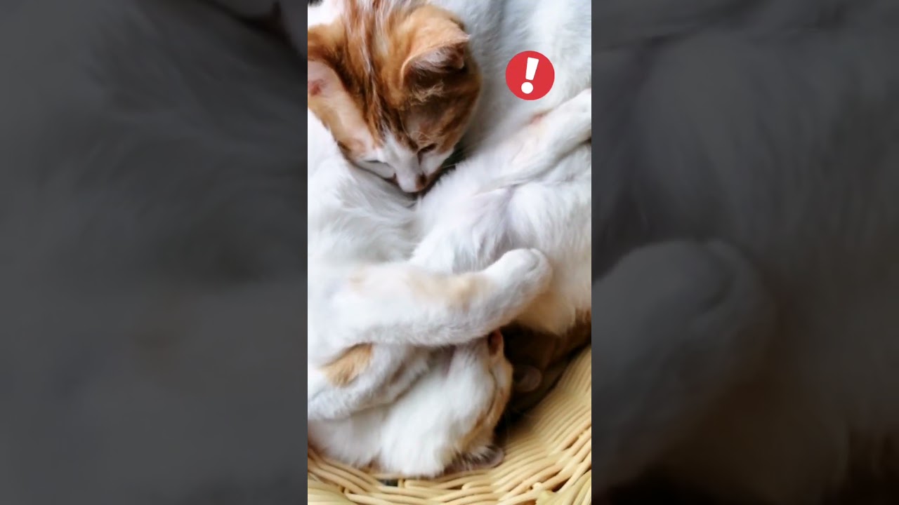 【ねこ動画】混じり合っておねんねのねこ親子🐱 #shorts #猫 #ねこ親子