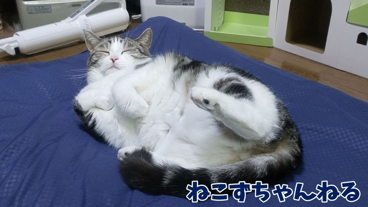 へそ天？いえいえただのかまってちゃんです♪　スコティッシュフォールド「ふく」　ねこずちゃんねる708 #猫 #ねこ #cat