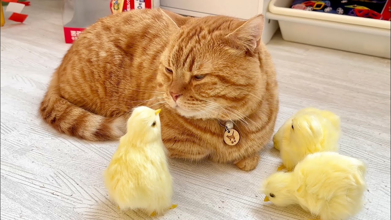 優しい猫がひよこに出会ったら...後編 #猫 #マンチカン ...マンチカン #マンチカン